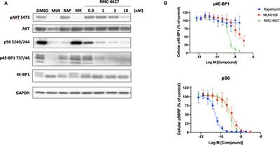 Efficacy of a Novel Bi-Steric mTORC1 Inhibitor in Models of B-Cell Acute Lymphoblastic Leukemia